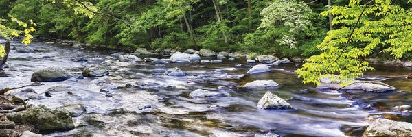 New Jersey: Rocky River In Lush Forest, New Jersey by George Oze