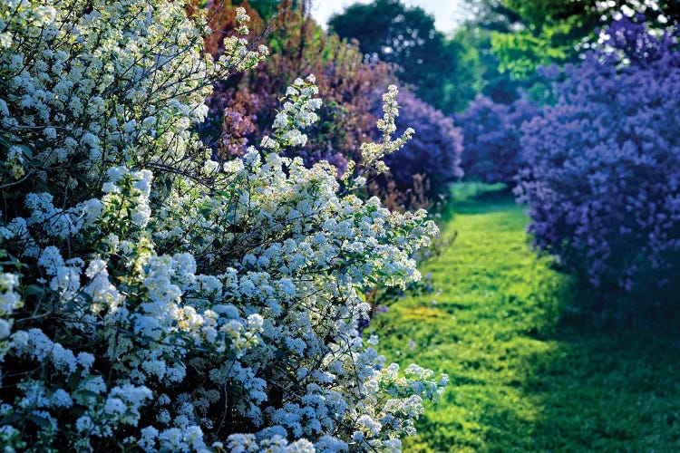Lilac And Spirea Bloom In A Garden, New Jersey
