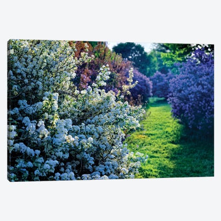 Lilac And Spirea Bloom In A Garden, New Jersey Canvas Print #GOZ532} by George Oze Art Print