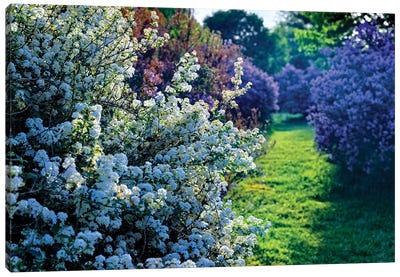 Lilac And Spirea Bloom In A Garden, New Jersey Canvas Art Print - New Jersey Art