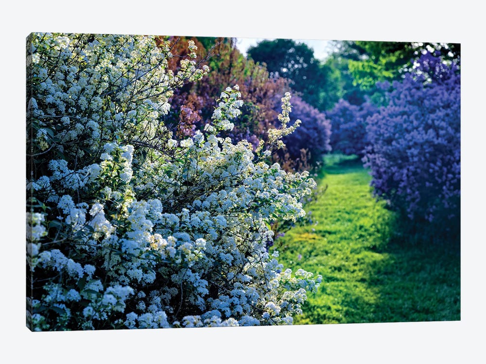 Lilac And Spirea Bloom In A Garden, New Jersey by George Oze 1-piece Canvas Artwork