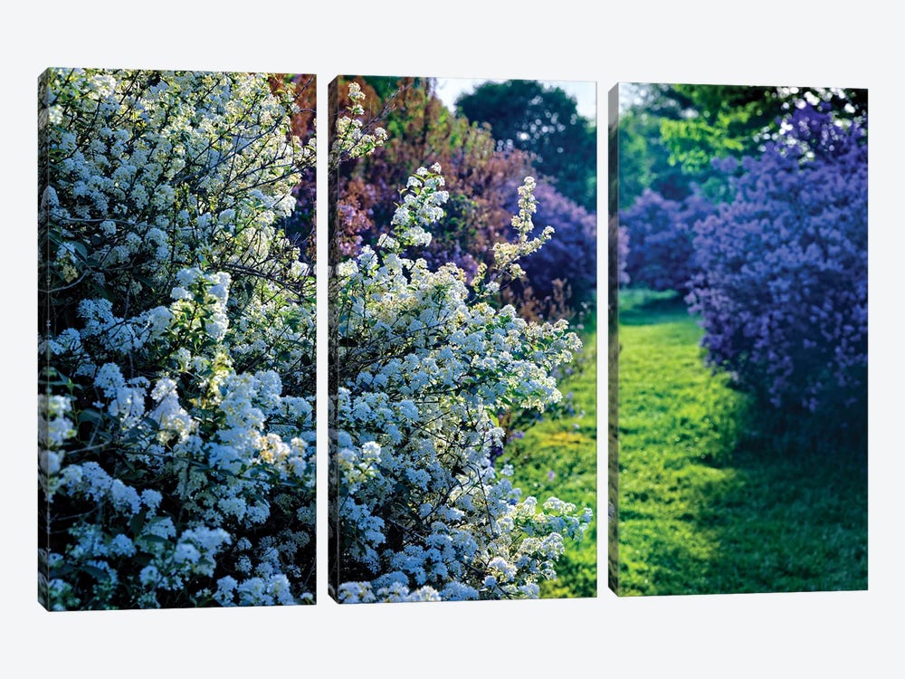 Lilac And Spirea Bloom In A Garden, New Jersey by George Oze 3-piece Canvas Artwork