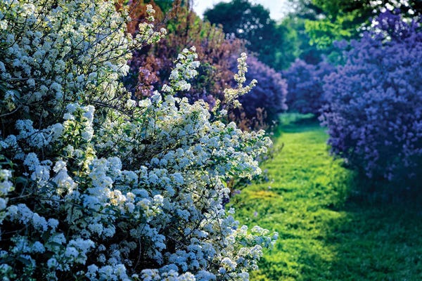 New Jersey: Lilac And Spirea Bloom In A Garden, New Jersey by George Oze