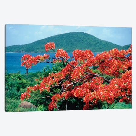 Blooming Flamboyan Culebra Island Puerto Rico Canvas Print #GOZ548} by George Oze Canvas Art