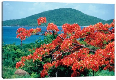 Blooming Flamboyan Culebra Island Puerto Rico Canvas Art Print - Puerto Rico Art