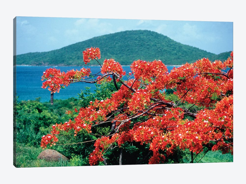 Blooming Flamboyan Culebra Island Puerto Rico by George Oze 1-piece Art Print