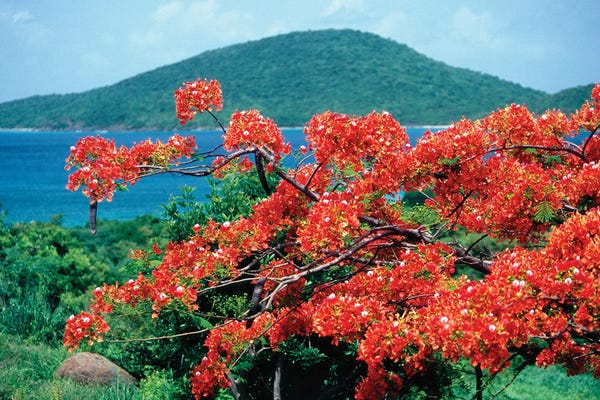 Puerto Rico: Blooming Flamboyan Culebra Island Puerto Rico by George Oze