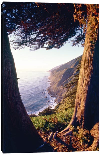 Coastal View Between Trees, Ragged Point, Big Sur Coast California Canvas Art Print - Big Sur Art