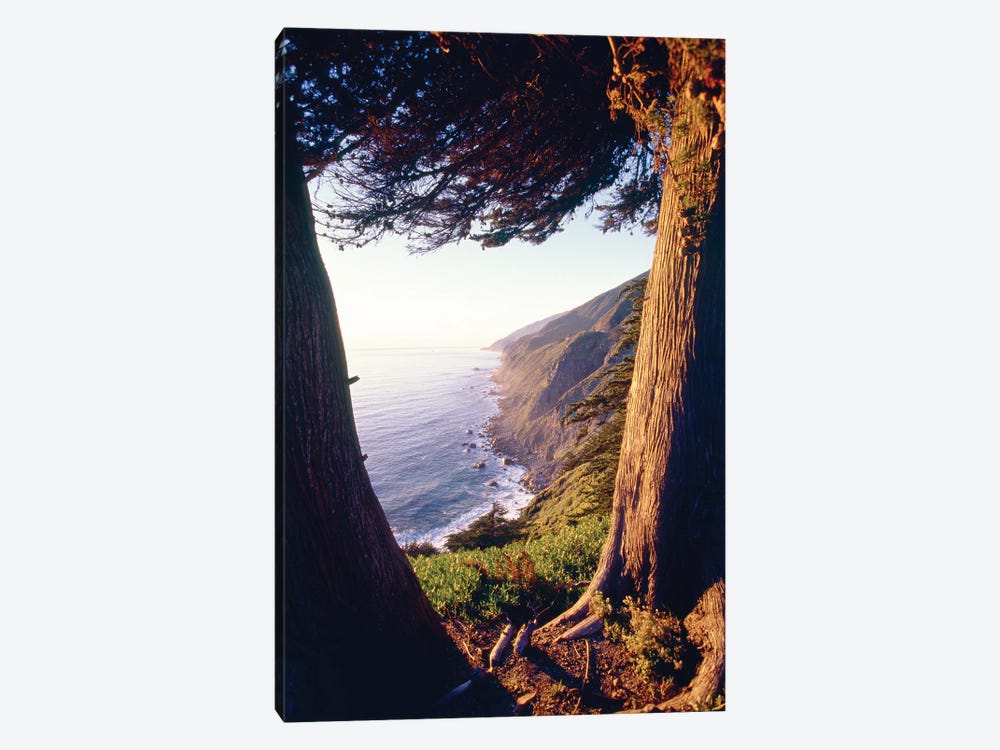 Coastal View Between Trees, Ragged Point, Big Sur Coast California by George Oze 1-piece Canvas Print