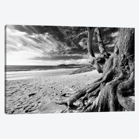Carmel Beach Tree, California Canvas Print #GOZ563} by George Oze Canvas Wall Art