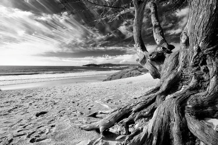 Carmel Beach Tree, California