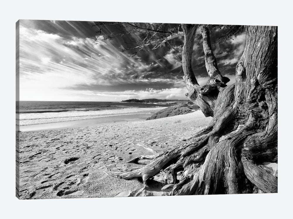 Carmel Beach Tree, California by George Oze 1-piece Canvas Art