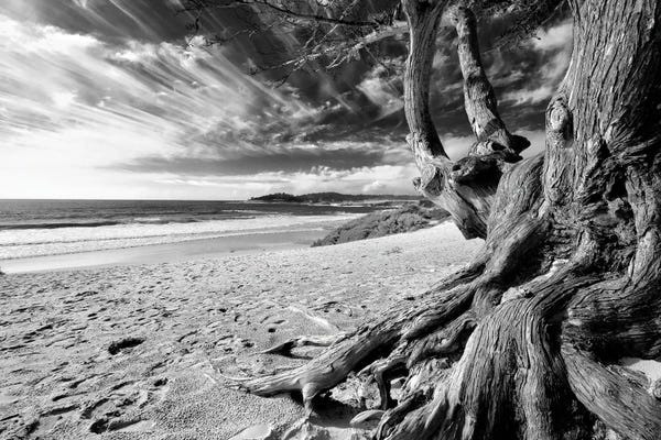 George Oze: Carmel Beach Tree, California by George Oze