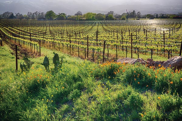 George Oze: Spring Vine And Poppies In Napa Valley, Rutherford, California by George Oze