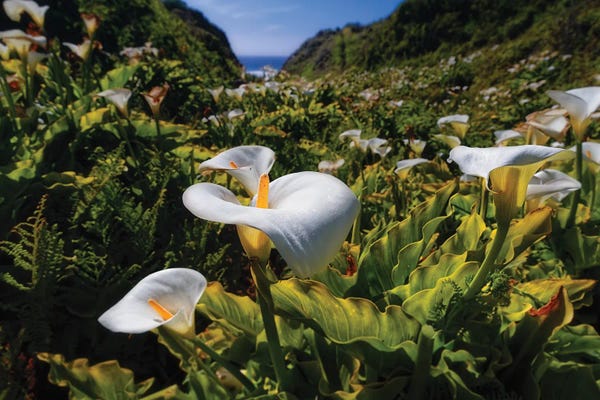 Calla Lilies: Calla Lilies In Garrapata Creek by George Oze