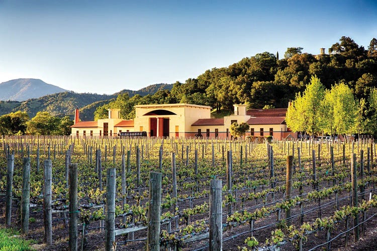 Vineyard Scenic, Close Pegase Winery, Calistoga, Napa Valley, California