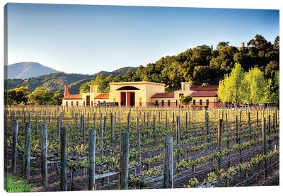 Vineyard Scenic, Close Pegase Winery, Calistoga, Napa Valley, California Canvas Art Print - George Oze