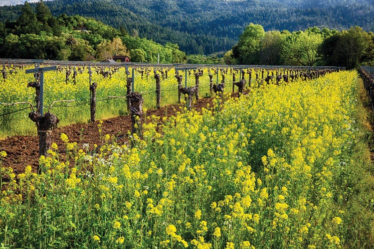 Yellow Mustard Blooming Between Rows Of Old Grapevines,  Napa Valley, California