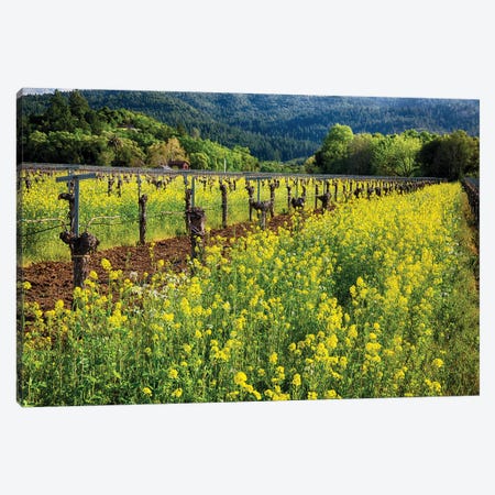 Yellow Mustard Blooming Between Rows Of Old Grapevines,  Napa Valley, California Canvas Print #GOZ573} by George Oze Art Print