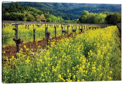 Yellow Mustard Blooming Between Rows Of Old Grapevines,  Napa Valley, California Canvas Art Print - Napa Valley