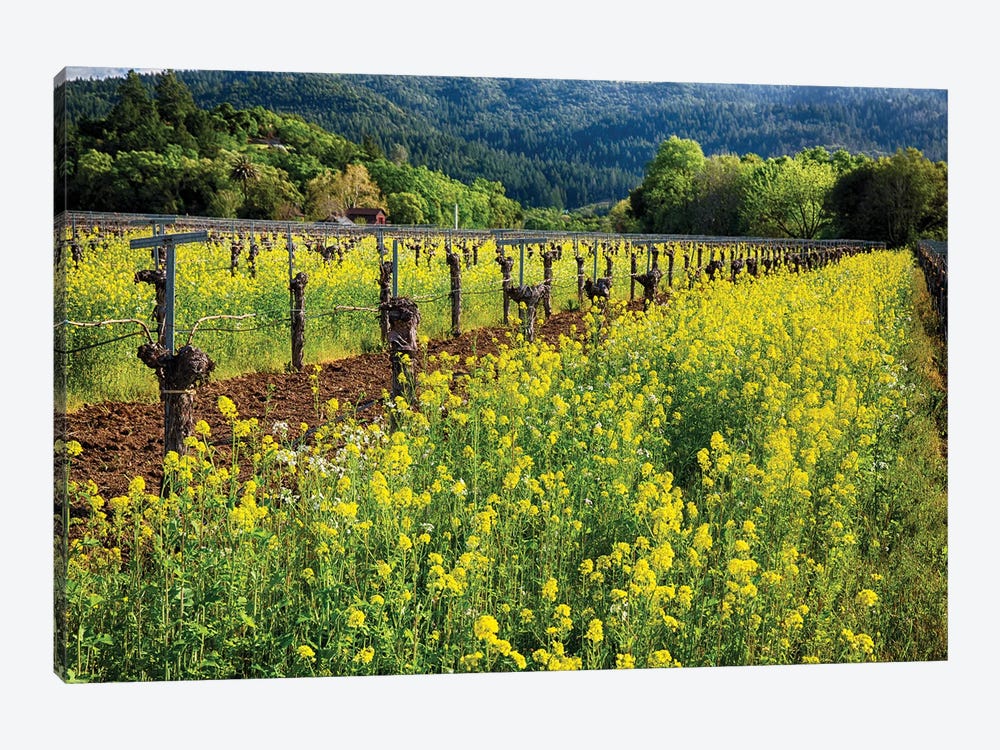 Yellow Mustard Blooming Between Rows Of Old Grapevines,  Napa Valley, California 1-piece Art Print