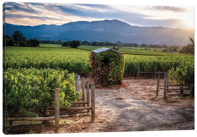 Napa Valley Vineyard With A Small Shed, Oakville, California Canvas Art Print - Country Scenic Photography