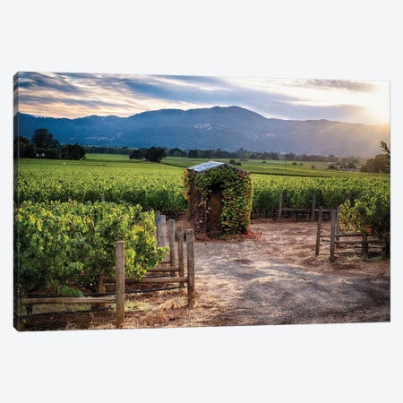 Napa Valley Vineyard With A Small Shed, Oakville, California Canvas Print #GOZ578} by George Oze Canvas Print