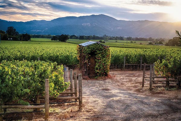 George Oze: Napa Valley Vineyard With A Small Shed, Oakville, California by George Oze