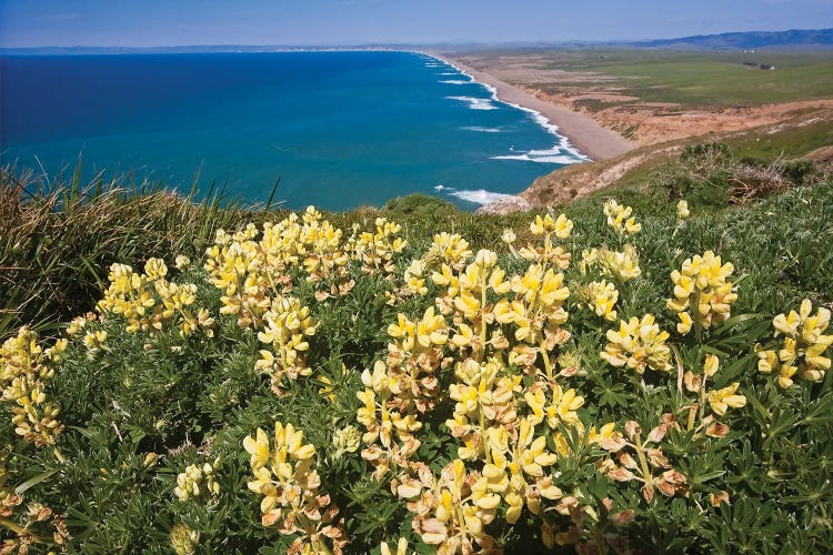 Yellow Wildflowers, Point Reyes National Seashore, California