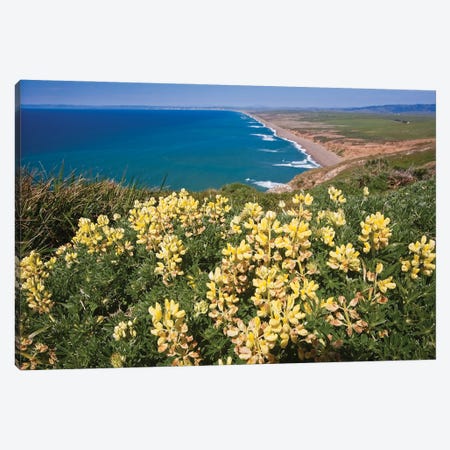 Yellow Wildflowers, Point Reyes National Seashore, California Canvas Print #GOZ582} by George Oze Canvas Artwork