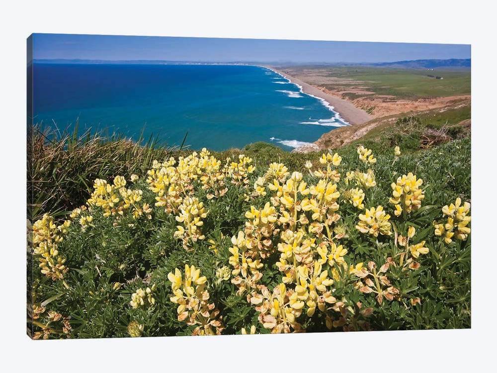 Yellow Wildflowers, Point Reyes National Seashore, California by George Oze 1-piece Art Print