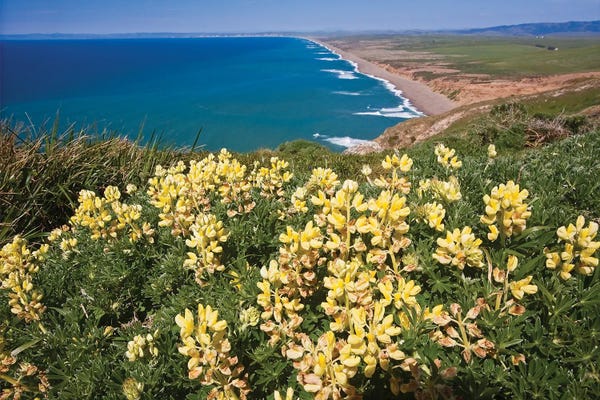 George Oze: Yellow Wildflowers, Point Reyes National Seashore, California by George Oze