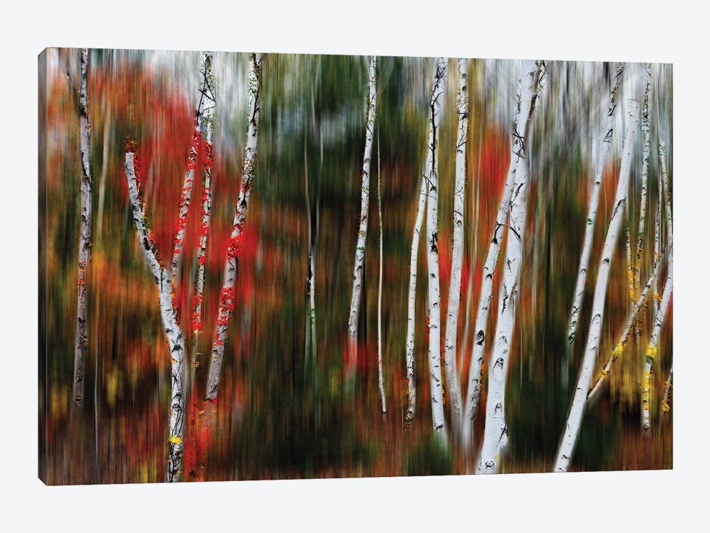 Enchanted Birch Forest by George Oze 1-piece Canvas Art Print