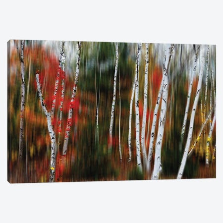 Enchanted Birch Forest Canvas Print #GOZ586} by George Oze Art Print
