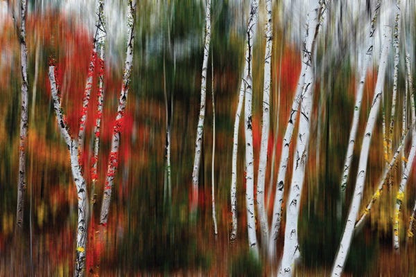 George Oze: Enchanted Birch Forest by George Oze