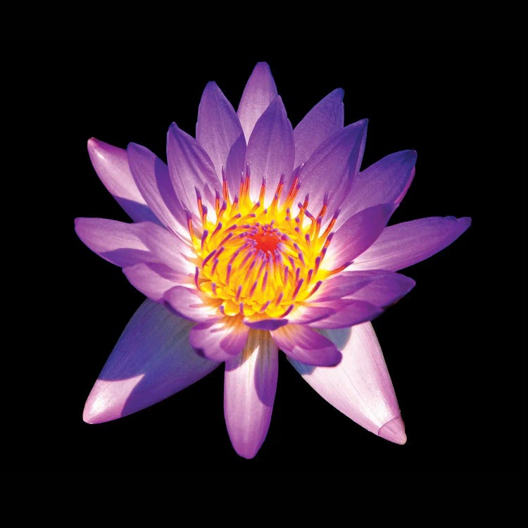 Blooming Purple  Fragrant Water Liliy by George Oze wall art