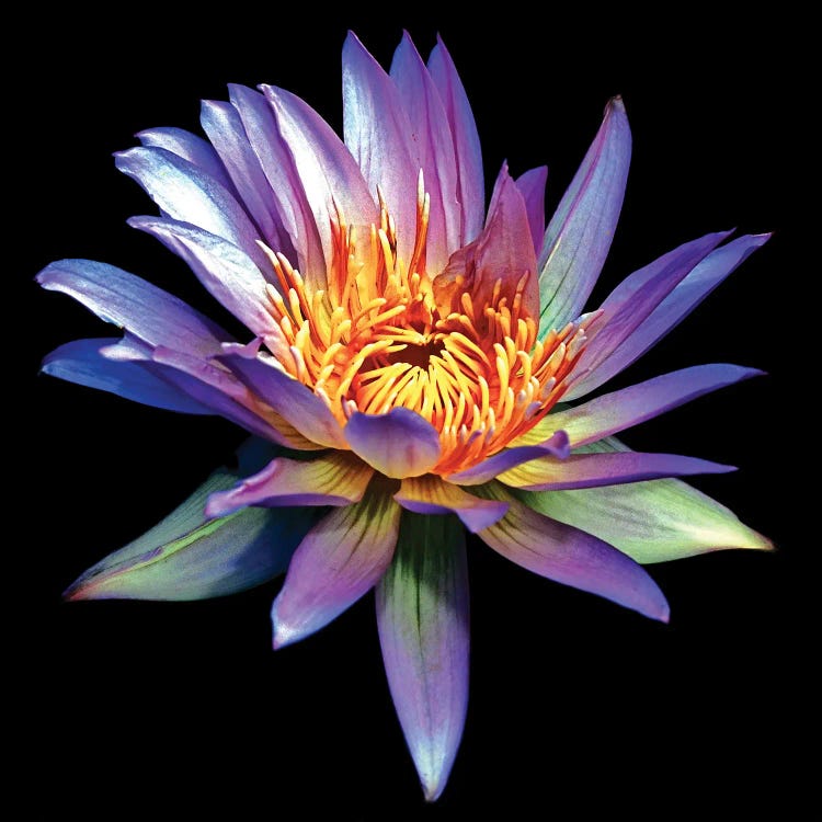 George Oze: Blue Water Lily by George Oze