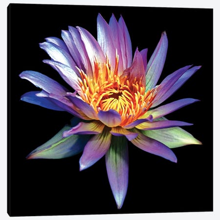 Blue Water Lily Canvas Print #GOZ588} by George Oze Canvas Wall Art