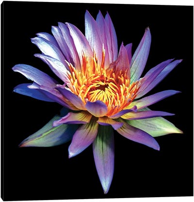 Blue Water Lily Canvas Art Print - George Oze
