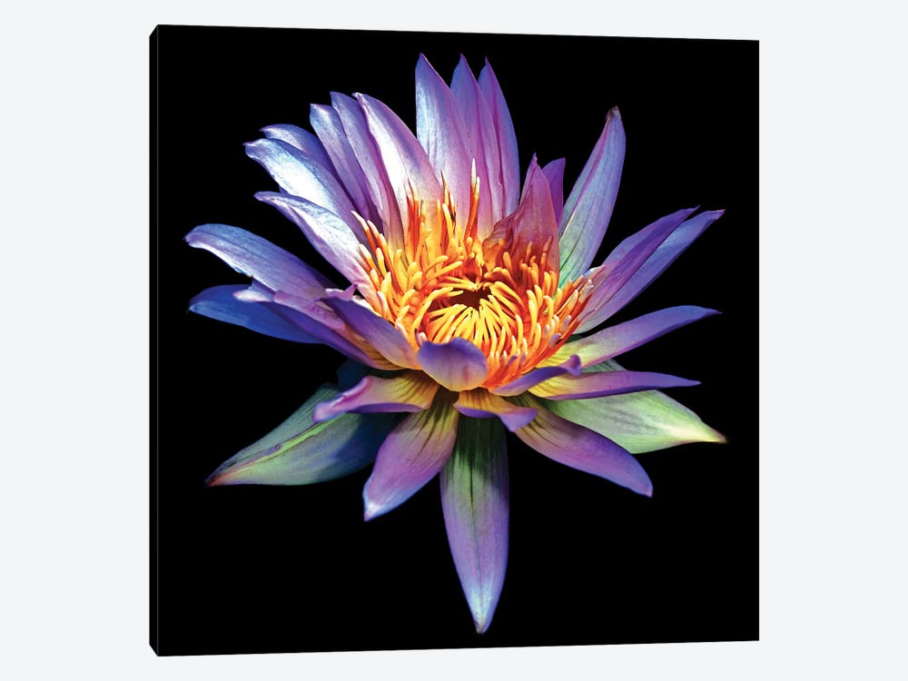Blue Water Lily by George Oze 1-piece Canvas Art Print