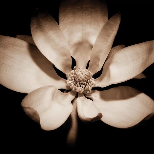 Magnolias: Awakening Magnolia by George Oze