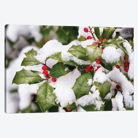 Winter Holly Canvas Print #GOZ590} by George Oze Canvas Print