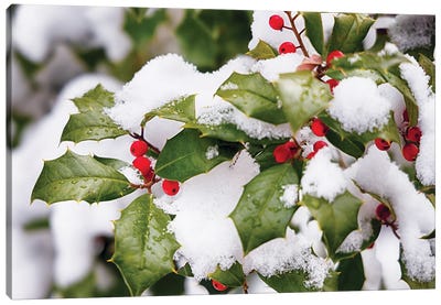 Winter Holly Canvas Art Print - George Oze