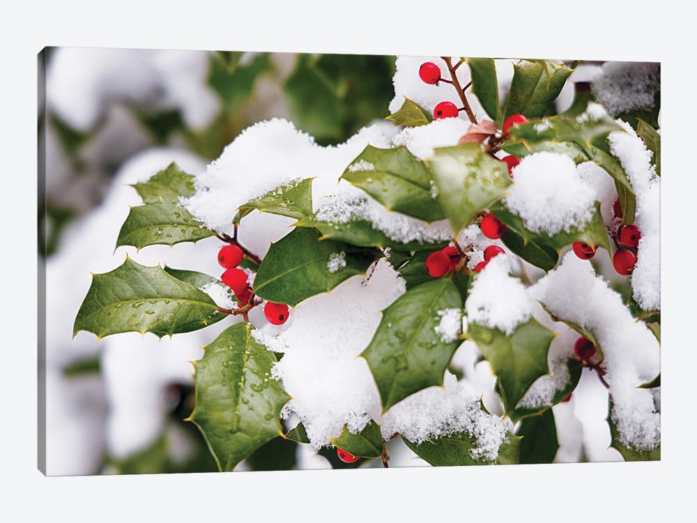 Winter Holly by George Oze 1-piece Canvas Wall Art