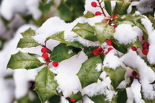 George Oze: Winter Holly by George Oze