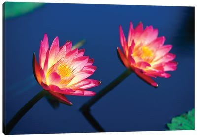 Two Water Lilies Canvas Art Print - Lily Art
