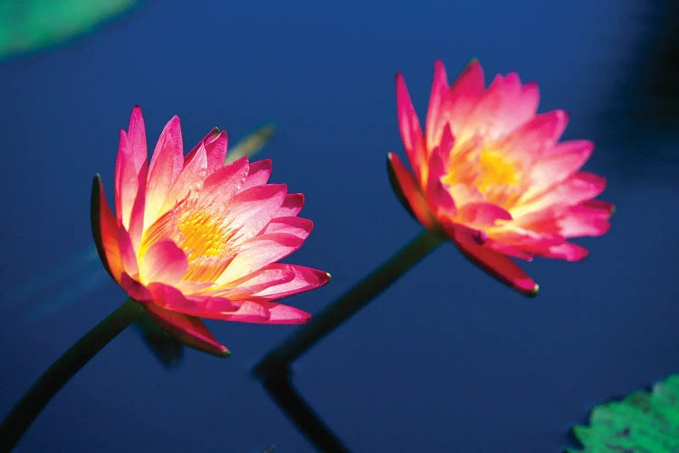 George Oze: Two Water Lilies by George Oze