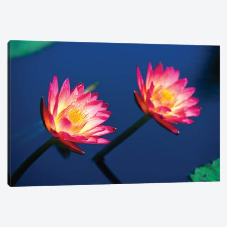 Two Water Lilies Canvas Print #GOZ591} by George Oze Art Print