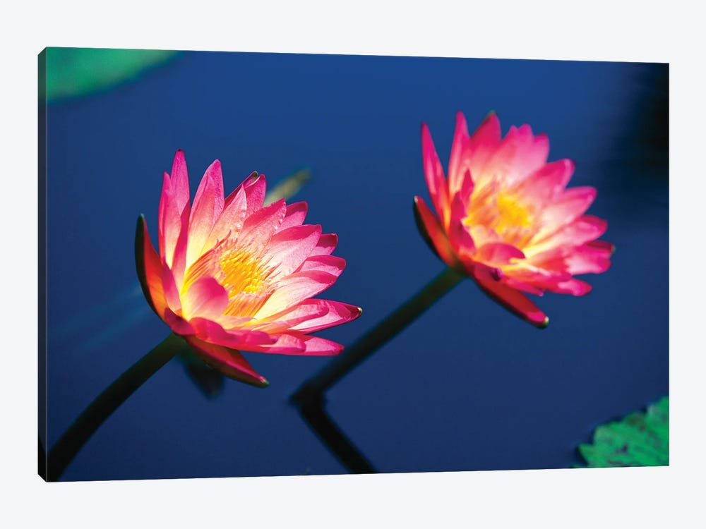 Two Water Lilies by George Oze 1-piece Art Print
