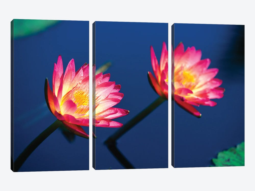 Two Water Lilies by George Oze 3-piece Canvas Print